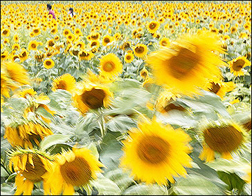 Willy standing in a sunflower field in France